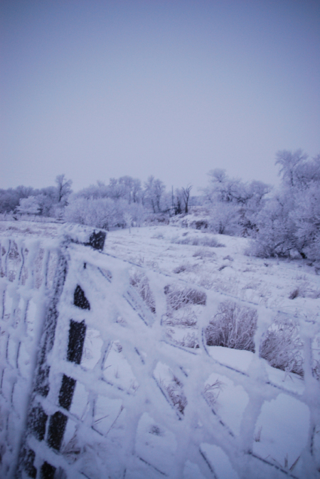 winter frost  brenda levos010708_054.jpg