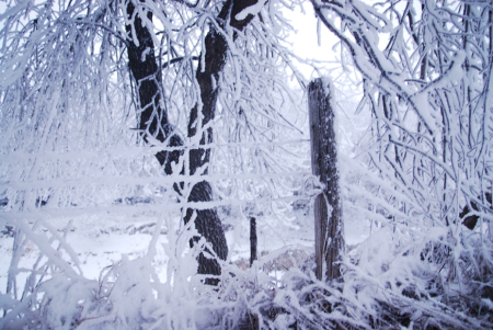winter frost  brenda levos010708_133.jpg