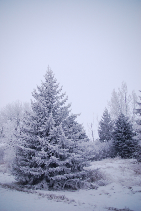 winter frost  brenda levos010708_182.jpg