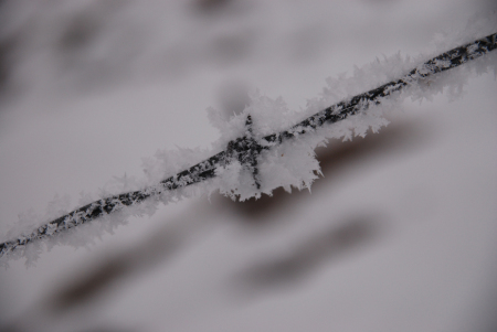 winter frost  brenda levos010708_398.jpg